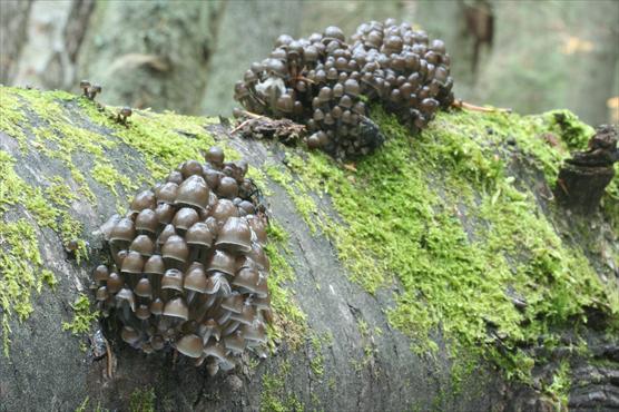 Uhanalainen talvihiippo (Mycena tintinnabulum)